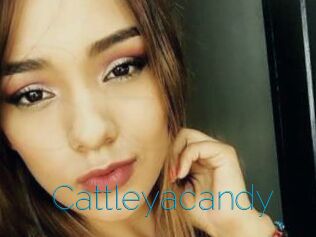 Cattleyacandy