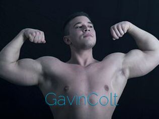GavinColt